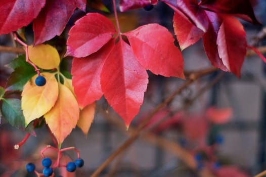 Yellow and red ivy leaves with berries against blurred background