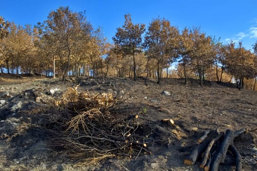 Burned out tree trunk and trees