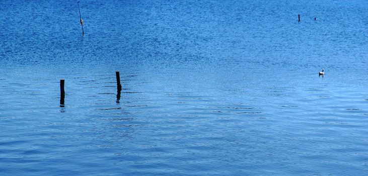 Seagull floating on water