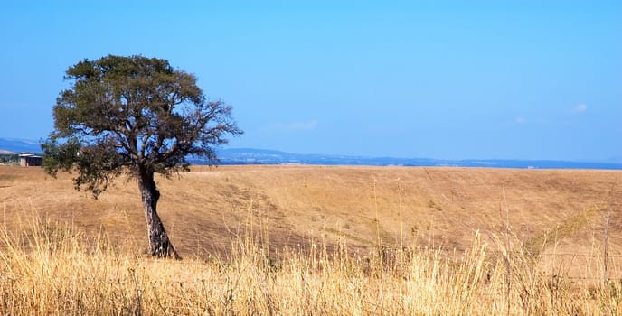 Tree in field after harvest