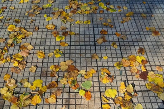 Autumn leaves scattered on sidewalk