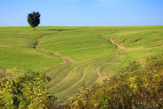 Lonely tree in green field with furrows