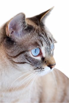 Cat staring with blue eyes isolated on white and shallow depth of field