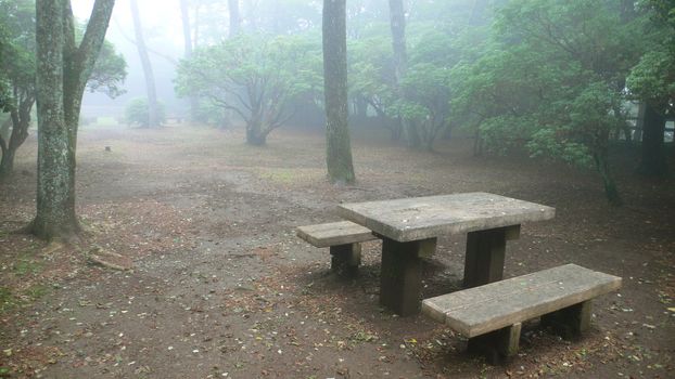 atmospheric place for the rest, wooden bench in misty japanese park, mountain area