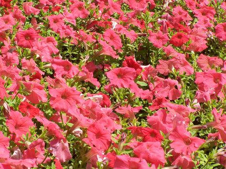 Tender pink petunia blossoms for the background.