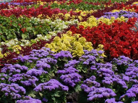 Different colors of blossoms at the flower-bed.