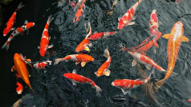 red carp 'koi' fishes in japanese pond