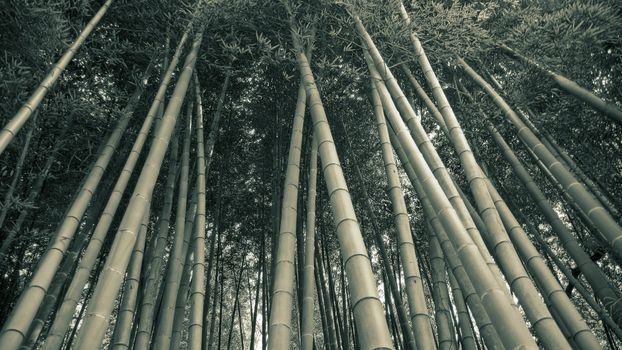 giant green bamboo trees grow up to sky, wideangle panoramic  image panoramic