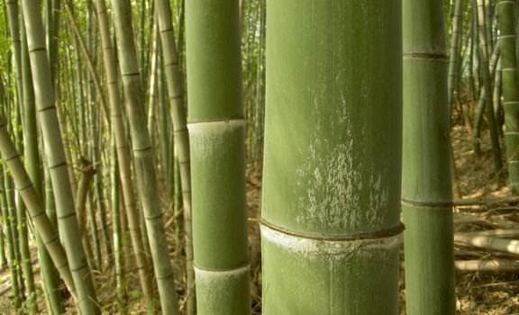 warm tones green bamboo forest background, shooting as macro image, so the sharp and clear focus is on first big pole only