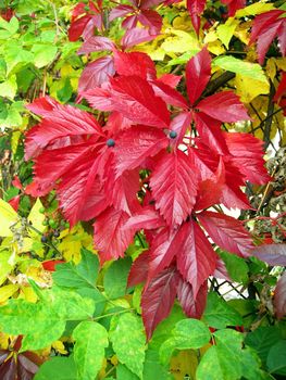 multicolor autumn leaves