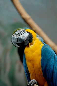 colorful tropical bird parrot in Warsaw Zoo 