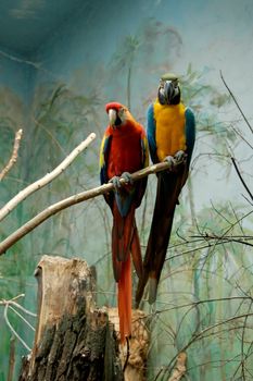 colorful tropical bird parrot in Warsaw Zoo 