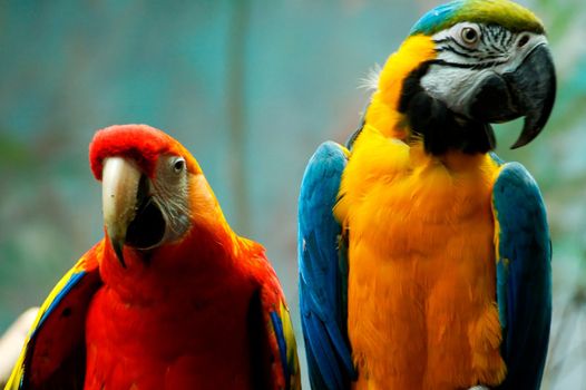 colorful tropical bird parrot in Warsaw Zoo 