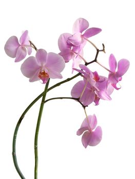 bunches of orchid flowers