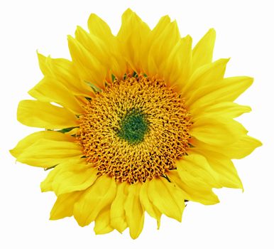 One Sunflower Head Isolated on a White Background