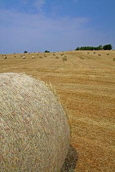 Bale of hay on a golden field under blue sky