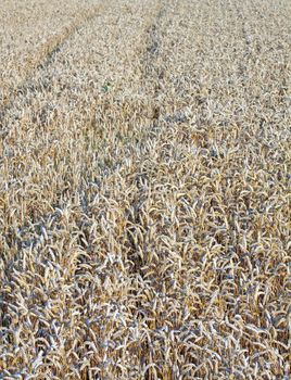 Close up of a field of wheat ears