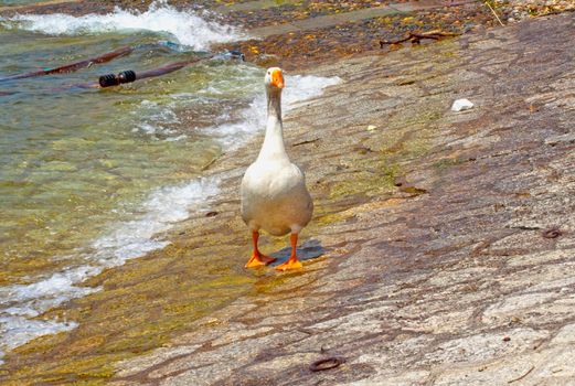 Standing white duck near the water of a lake