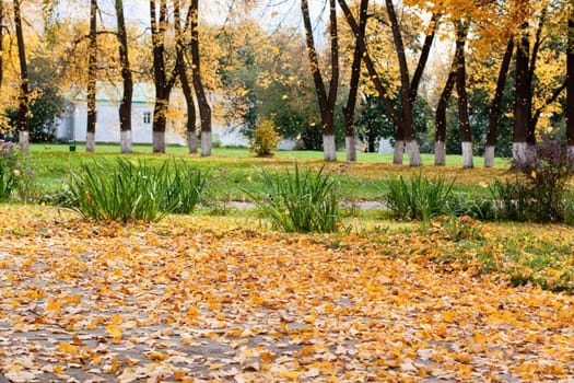 Yellow autumn trees in a park
