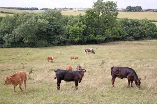 many cows grazing in a field