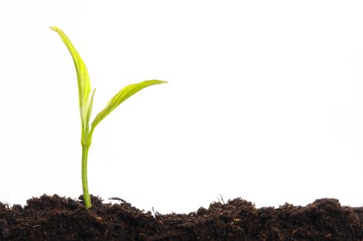 business growth concept with ypoung plant and soil on white background