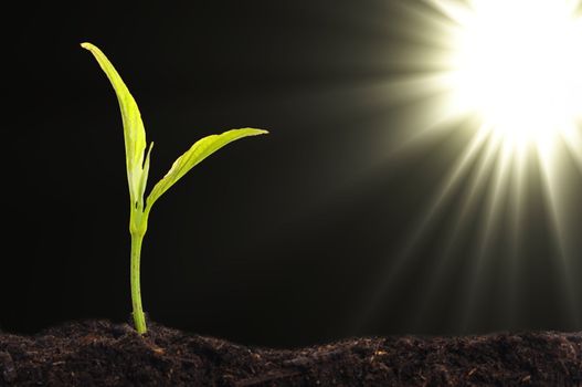 small plant and soil on blue background with sun and copyspace