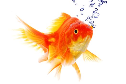 goldfish and bubbles isolated on white background