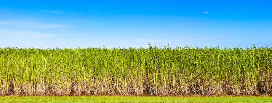 Vibrant panorama of sugar cane plantation in Queensland, Australia