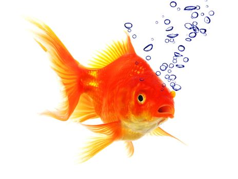 goldfish in water with bubbles showing animal concept