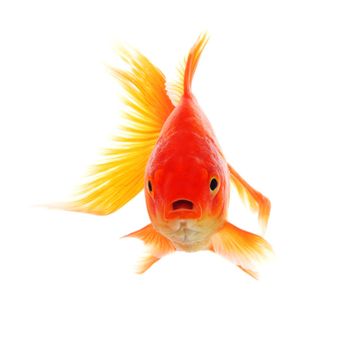 goldfish or gold fish isolated on white background