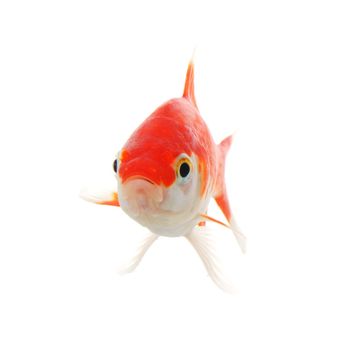 goldfish or fish isolated on white background