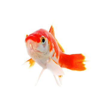 swimming single goldfish isolated on white showing lonelyness concept