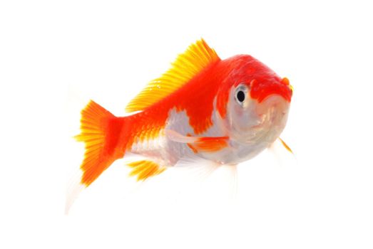 swimming single goldfish isolated on white showing lonelyness concept