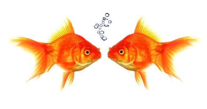 goldfish with bubbles showing discussion talk or conversation concept