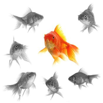 standing out of the crowd concept with individual successful goldfish