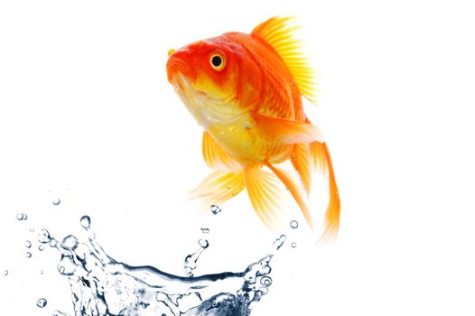 goldfish jumping with water splash isolated on white background