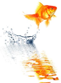 goldfish jumping with water splash isolated on white background