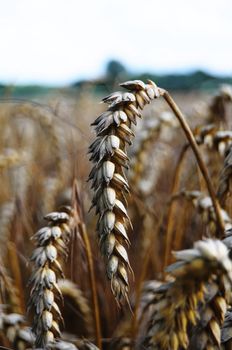 wheet grain on a summer field with sky showing food concept