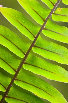 Beautiful close-up of a lush green fern frond with water droplets
