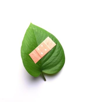 green leaf isolated on white showing broken nature ecology concept with band aid