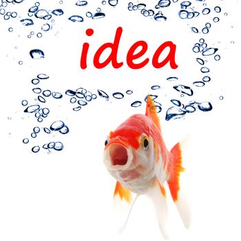 idea or creativity concept with goldfish and water bubbles on white