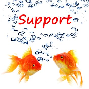 support or contact us concept with goldfish and water bubbles on white