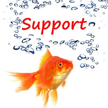 support or contact us concept with goldfish and water bubbles on white