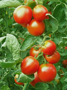 Ripe red tomatoes in the greenhouse