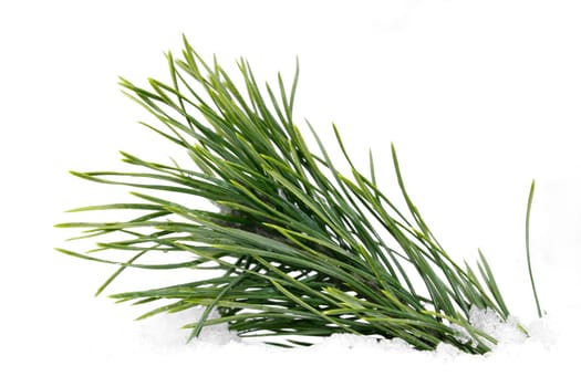 Green wet pine branch embedded in the snow on a white background