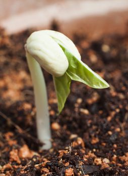 A bean seed just germinated, welcoming the sunlight