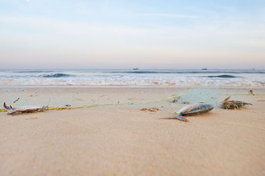 Dead fish in the fishing net, on the beach
