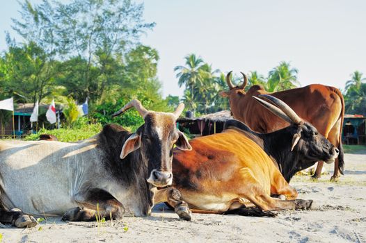 Rest of sacred cows on the beach in India