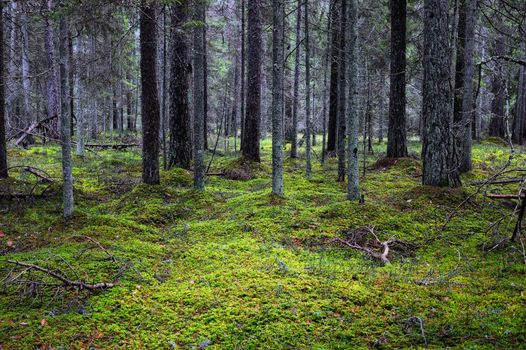 The dark thicket coniferous forest, overgrown with moss