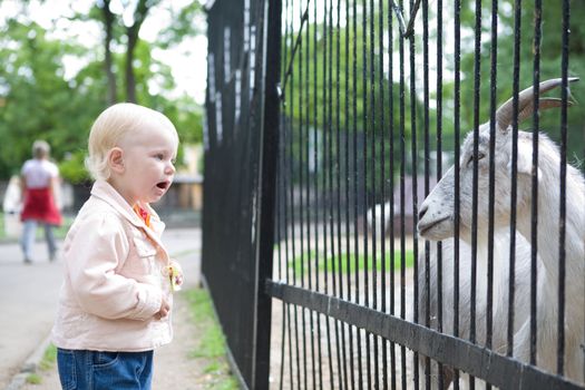 small girl looking at the goat at the zoo